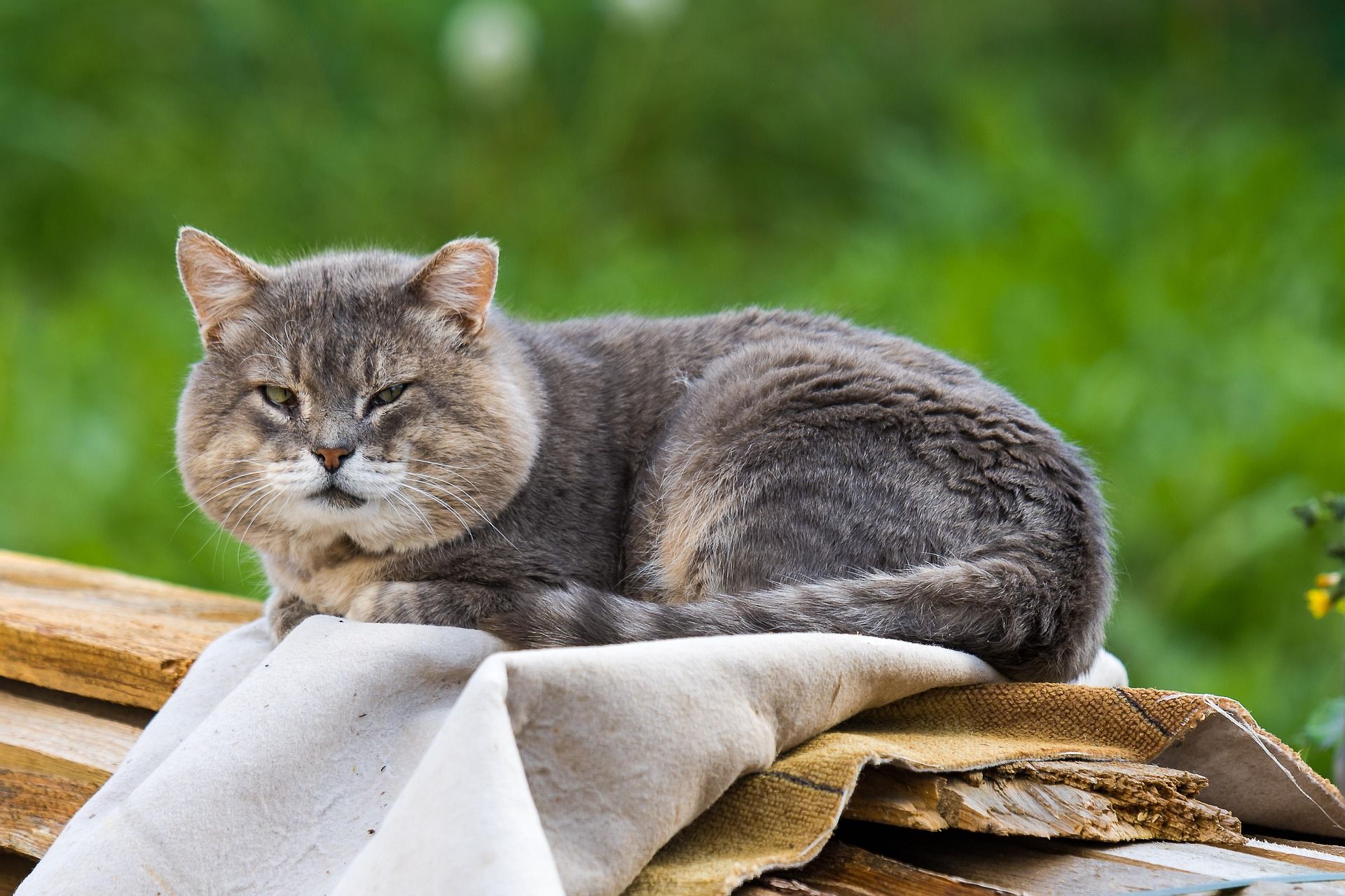 Senjorės katės judėjimo ir elgesio pokyčiai: kada kreiptis į veterinarą ir kokia turėtų būti kasdienė priežiūra